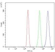 Flow cytometry testing of fixed and permeabilized human HL60 cells with RPS13 antibody at 1ug/million cells (blocked with goat sera); Red=cells alone, Green=isotype control, Blue= RPS13 antibody.