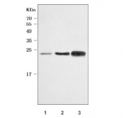 Western blot testing of mouse 1) lung, 2) spleen and 3) thymus tissue lysate with Asc antibody. Predicted molecular weight ~22 kDa.
