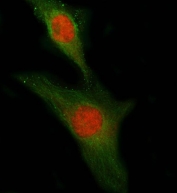 Immunofluorescent staining of FFPE human HeLa cells with PLEKHG5 antibody (red) and Alpha tubulin mAb (green). HIER: steam section in pH6 citrate buffer for 20 min.
