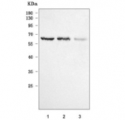 Western blot testing of human 1) 293T, 2) HeLa and 3) HaCaT cell lysate with PLXDC2 antibody. Predicted molecular weight ~60 kDa.