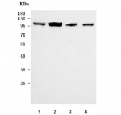 Western blot testing of human 1) U-87 MG, 2) MCF7, 3) HeLa and 4) SiHa cell lysate with PHTF1 antibody. Predicted molecular weight ~87 kDa but may be observed at higher molecular weights due to glycosylation.