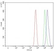 Flow cytometry testing of fixed and permeabilized human U-87 MG cells with PHTF1 antibody at 1ug/million cells (blocked with goat sera); Red=cells alone, Green=isotype control, Blue= PHTF1 antibody.