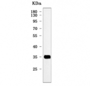 Western blot testing of human HepG2 cell lysate with GJB1 antibody. Predicted molecular weight ~32 kDa.