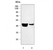 Western blot testing of 1) human K562 and 2) rat PC-12 cell lysate with TRAILR2 antibody. Expected molecular weight: ~40 kDa (mature form) and ~48 kDa (precursor). This protein may also be visualized at ~60 kDa.