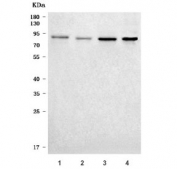 Western blot testing of human 1) HeLa, 2) Jurkat, 3) PC-3 and 4) 293T cell lysate with FKHRL1 antibody. Expected molecular weight: 71-90 kDa depending on glycosylation level.