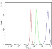 Flow cytometry testing of fixed and permeabilized human JK cells with CD3 gamma antibody at 1ug/million cells (blocked with goat sera); Red=cells alone, Green=isotype control, Blue= CD3 gamma antibody.