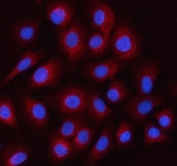 Immunofluorescent staining of FFPE human A549 cells with ILPIP antibody (red) and DAPI nuclear stain (blue). HIER: steam section in pH6 citrate buffer for 20 min.