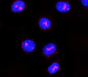 Immunofluorescent staining of FFPE human A549 cells with PPAN antibody (red) and DAPI nuclear stain (blue). HIER: steam section in pH6 citrate buffer for 20 min.