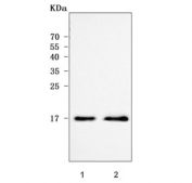 Western blot testing of human 1) HeLa and 2) MCF7 cell lysate with POLR2H antibody. Predicted molecular weight ~17 kDa.