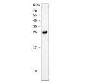 Western blot testing of rat liver tissue lysate with Ang antibody. Predicted molecular weight ~16 kDa.