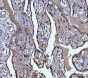 IHC staining of FFPE human placental tissue with TAPP-1 antibody. HIER: boil tissue sections in pH8 EDTA for 20 min and allow to cool before testing.