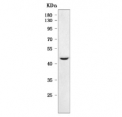 Western blot testing of human Jurkat cell lysate with TAPP-1 antibody. Predicted molecular weight ~46 kDa.