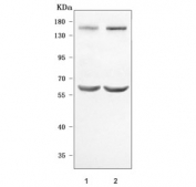Western blot testing of human 1) 293T and 2) MCF7 cell lysate with PRDM15 antibody. This protein has multiple isoforms with predicted molecular weights: ~169 kDa, ~134 kDa and ~62 kDa.
