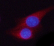 Immunofluorescent staining of FFPE mouse RM1 cells with Phosphoglycerate kinase 2 antibody (red) and DAPI nuclear stain (blue). HIER: steam section in pH6 citrate buffer for 20 min.