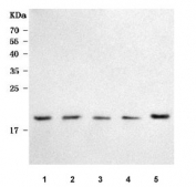 Western blot testing of 1) human SH-SY5Y, 2) human U251, 3) human HepG2, 4) human Caco-2 and 5) rat C6 cell lysate with PMIS2 antibody. Predicted molecular weight ~16 kDa.