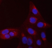 Immunofluorescent staining of FFPE human U-2 OS cells with CDC42 antibody (red) and DAPI nuclear stain (blue). HIER: steam section in pH6 citrate buffer for 20 min.