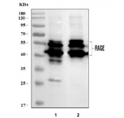 Western blot testing of 1) rat lung and 2) mouse lung tissue lysate with Rage antibody. Expected molecular weight: 45-55 kDa depending on glycosylation level.