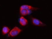 Immunofluorescent staining of FFPE human PC-3 cells with POLR1B antibody (red) and DAPI nuclear stain (blue). HIER: steam section in pH6 citrate buffer for 20 min.