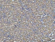 IHC staining of FFPE mouse kidney tissue with Renin antibody. HIER: boil tissue sections in pH8 EDTA for 20 min and allow to cool before testing.
