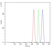 Flow cytometry testing of fixed and permeabilized rat C6 cells with B-cell lymphoma/leukemia 11B antibody at 1ug/million cells (blocked with goat sera); Red=cells alone, Green=isotype control, Blue= B-cell lymphoma/leukemia 11B antibody.