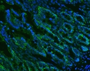 Immunofluorescent staining of FFPE rat colon tissue with Epcam antibody (green) and DAPI nuclear stain (blue). HIER: steam section in pH8 EDTA buffer for 20 min.