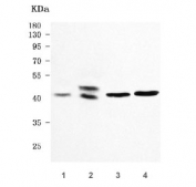 Western blot testing of 1) human HepG2, 2) human 293T, 3) rat brain and 4) mouse brain tissue lysate with CREB-2 antibody. Predicted molecular weight ~39 kDa.