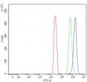 Flow cytometry testing of fixed and permeabilized human 293T cells with NDST4 antibody at 1ug/million cells (blocked with goat sera); Red=cells alone, Green=isotype control, Blue= NDST4 antibody.