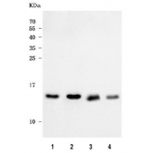 Western blot testing of 1) human HeLa, 2) human K562, 3) rat heart and 4) mouse heart tissue lysate with NDUFA5 antibody. Predicted molecular weight  ~13 kDa.