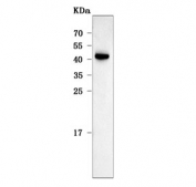 Western blot testing of human SH-SY5Y cell lysate with C12orf53 antibody. Predicted molecular weight ~30 kDa but may be observed at higher molecular weights due to glycosylation.