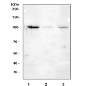 Western blot testing of 1) human 293T, 2) rat C6 and 3) mouse NIH 3T3 cell lysate with OTT1 antibody. Predicted molecular weight: 100-107 kDa (multiple isoforms).