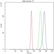 Flow cytometry testing of fixed and permeabilized human PC-3 cells with OTT1 antibody at 1ug/million cells (blocked with goat sera); Red=cells alone, Green=isotype control, Blue= OTT1 antibody.