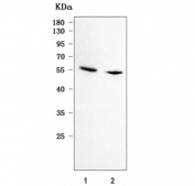 Western blot testing of human 1) HeLa and 2) Jurkat cell lysate with PILRA antibody. Predicted molecular weight ~34 kDa but may be observed at higher molecular weights due to glycosylation.