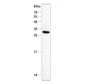 Western blot testing of human ThP-1 cell lysate with PLD6 antibody. Predicted molecular weight ~28 kDa.