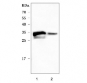 Western blot testing of human 1) HT-1080 and 2) placental tissue lysate with PLET1 antibody. Predicted molecular weight ~23 kDa but may be observed at higher molecular weights due to glycosylation.
