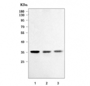 Western blot testing of human 1) A431, 2) RT4 and 3) HaCaT cell lysate with OVOL2 antibody. Predicted molecular weight ~30 kDa.