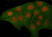 Immunofluorescent staining of FFPE human U-2 OS cells with OVOL2 antibody (red) and Alpha Tubulin mAb (green). HIER: steam section in pH6 citrate buffer for 20 min.