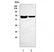 Western blot testing of mouse 1) heart and 2) bone marrow lysate with Osteomodulin antibody. Predicted molecular weight ~49 kDa but may be observed at higher molecular weights due to lyophilization.