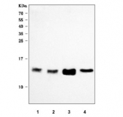 Western blot testing of human 1) HeLa, 2) Caco-2, 3) Jurkat and 4) HL60 cell lysate with Proteasome maturation protein antibody. Predicted molecular weight ~16 kDa.