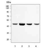 Western blot testing of human 1) RT4, 2) HEL, 3) K562 and 4) A549 cell lysate with PPM1N antibody. Predicted molecular weight ~46 kDa.