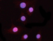 Immunofluorescent staining of FFPE human A549 cells with PPM1N antibody (red) and DAPI nuclear stain (blue). HIER: steam section in pH6 citrate buffer for 20 min.