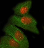 Immunofluorescent staining of FFPE human A431 cells with PRDM8 antibody (red) and Alpha Tubulin mAb (green). HIER: steam section in pH6 citrate buffer for 20 min.