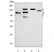 Western blot testing of 1) human HT-1080, 2) human HeLa, 3) human A431 and 4) rat C6 cell lysate with Integrin beta 1 antibody. Expected molecular weight: 88~150 kDa depending on the level of glycosylation.