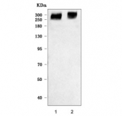 Western blot testing of human 1) placenta and 2) U-2 OS cell lysate with Fibrillin 2 antibody. Predicted molecular weight ~315 kDa and ~158 kDa but it may be observed at higher molecular weights due to glycosylation.