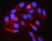 Immunofluorescent staining of FFPE human HeLa cells with PIGS antibody (red) and DAPI nuclear stain (blue). HIER: steam section in pH6 citrate buffer for 20 min.