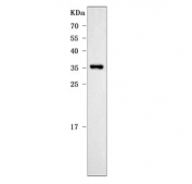 Western blot testing of human Caco-2 cell lysate with Apolipoprotein E antibody. Predicted molecular weight: 34-37 kDa.
