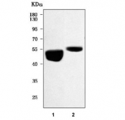 Western blot testing of 1) rat pancreas and 2) mouse pancreas tissue lysate with Pancreatic lipase-related protein 2. Predicted molecular weight ~52 kDa.