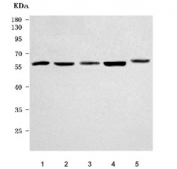 Western blot testing of 1) human HepG2, 2) human HeLa, 3) human U-87 MG, 4) human 293T and 5) rat RH35 cell lysate with NAB1 antibody. Predicted molecular weight ~54 kDa.
