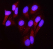 Immunofluorescent staining of FFPE human U-2 OS cells with GRIM19 antibody (red) and DAPI nuclear stain (blue). HIER: steam section in pH6 citrate buffer for 20 min.
