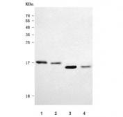 Western blot testing of 1) rat heart, 2) rat skeletal muscle, 3) mouse heart and 4) mouse skeletal muscle tissue lysate with GRIM19 antibody. Predicted molecular weight ~17 kDa.