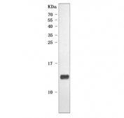 Western blot testing of mouse heart tissue lysate with NDUFA2 antibody. Predicted molecular weight ~11 kDa.